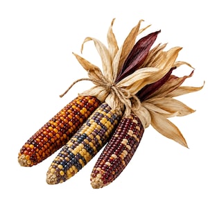 May include: Three ears of multicolored flint corn tied together with a natural jute twine string. The kernels display a variety of deep red, yellow, blue, and white hues. The tops feature dried, light tan and dark maroon corn husks fanned out.