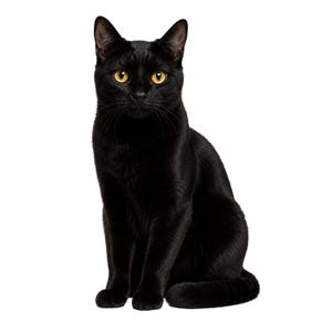 May include: A glossy black cat with striking yellow eyes sits against a white backdrop. The cat is positioned upright, with its ears alert. The image highlights the cat's sleek fur and direct gaze, conveying a sense of attentiveness.