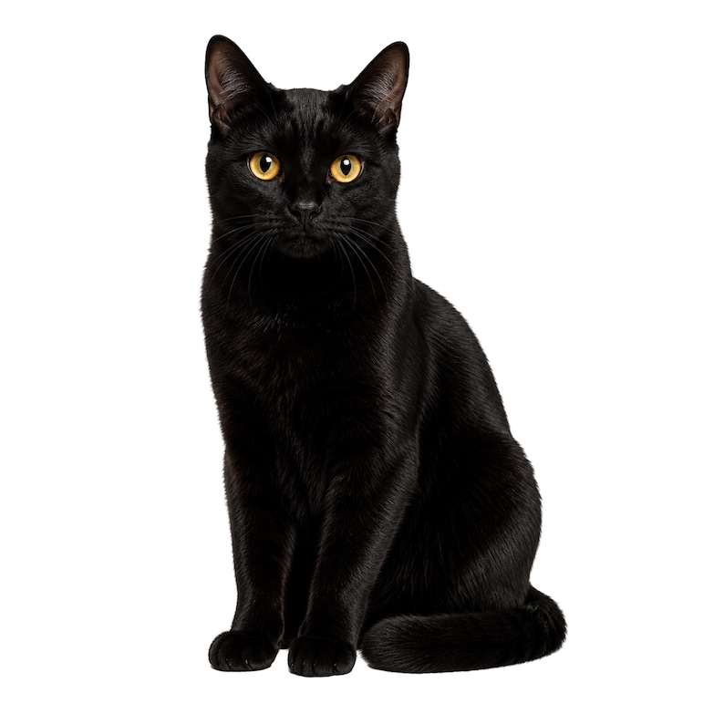 May include: A sleek, black cat with bright yellow eyes sits upright against a white background. The cat's fur is glossy, and its ears are perked. The cat is looking directly at the viewer, showcasing its alert and curious nature.