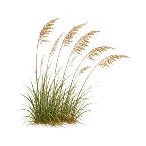 Havshavre PNG SVG strandgräs Clipart kustdynväxt digital nedladdning