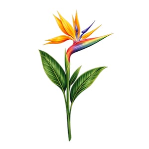 Pode incluir: Uma vibrante flor ave-do-paraíso com pétalas amarelo-brilhante e laranja, um estame roxo profundo e uma base multicolorida que transita do vermelho para o azul. A flor é sustentada por um caule verde com várias folhas verdes pontiagudas.