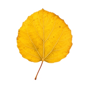 Gult aspblad PNG SVG för Cricut höstsublimering botanisk clipart