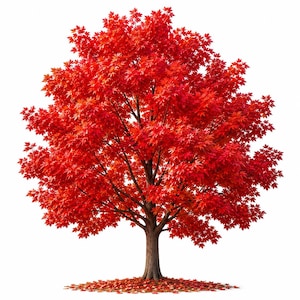 Peut inclure: Un érable aux feuilles d'un rouge vif, formant une couronne dense. Le tronc brun se dresse au milieu des feuilles tombées. L'image, sur fond blanc, met en valeur les couleurs automnales de l'arbre.