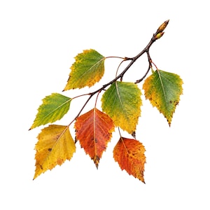 Op de afbeelding: Een berkenvertakking met getande bladeren die in kleur verlopen van groen naar geel en levendig oranje-rood. Het dunne, donkerbruine takje vertoont kleine, puntige knoppen aan het uiteinde, wat de natuurlijke voortgang van herfstbladeren toont.