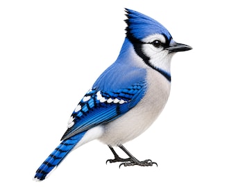 Blue Jay PNG SVG, Realistic Bird Illustration, Nature Crafts (Digital Download)