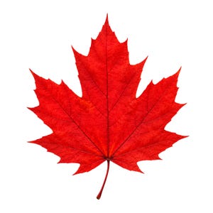 May include: A vibrant red maple leaf against a white background. The leaf's intricate veins and jagged edges are visible. The stem is a dark red color. This image is ideal for fall-themed crafts and decor.