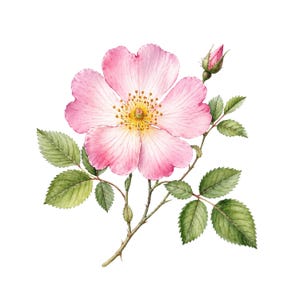 Op de afbeelding: Waterverfillustratie van een roze roos met een gele kern en een gesloten knop. De bloem heeft delicate bloemblaadjes en is omgeven door groene bladeren en een doornige stengel. Het kunstwerk staat tegen een witte achtergrond.