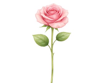 Aquarell Rose PNG Clipart, rosa Blume