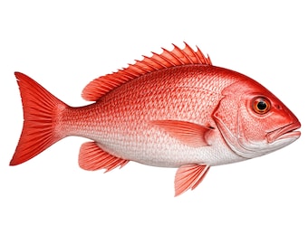 Realistische Red Snapper Clipart mit transparentem PNG und SVG Digital Download für Sublimationshandwerk