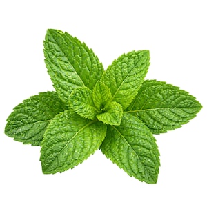 May include: A close-up of fresh mint leaves, showcasing vibrant green hues and textured surfaces. The leaves are arranged in a circular pattern, with each leaf displaying prominent veins. The image is set against a clean white background, highlighting the natural beauty of the herb.