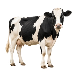 Può includere: Una mucca Holstein, riconoscibile dalle sue macchie bianche e nere, è fotografata a figura intera. Il mantello della mucca presenta un motivo distintivo. Il suo naso rosa e i suoi occhi scuri risaltano su uno sfondo bianco.