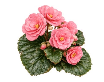 Realistische rosa Begonia Clipart mit transparentem PNG und SVG Digital Download für Sublimationshandwerk