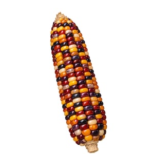 Può includere: Una singola pannocchia di mais vitreo caratterizzata da una disposizione densa di chicchi in una varietà di colori, tra cui viola intenso, giallo oro, arancione bruciato, crema e marrone scuro. I chicchi hanno una finitura liscia e lucida.