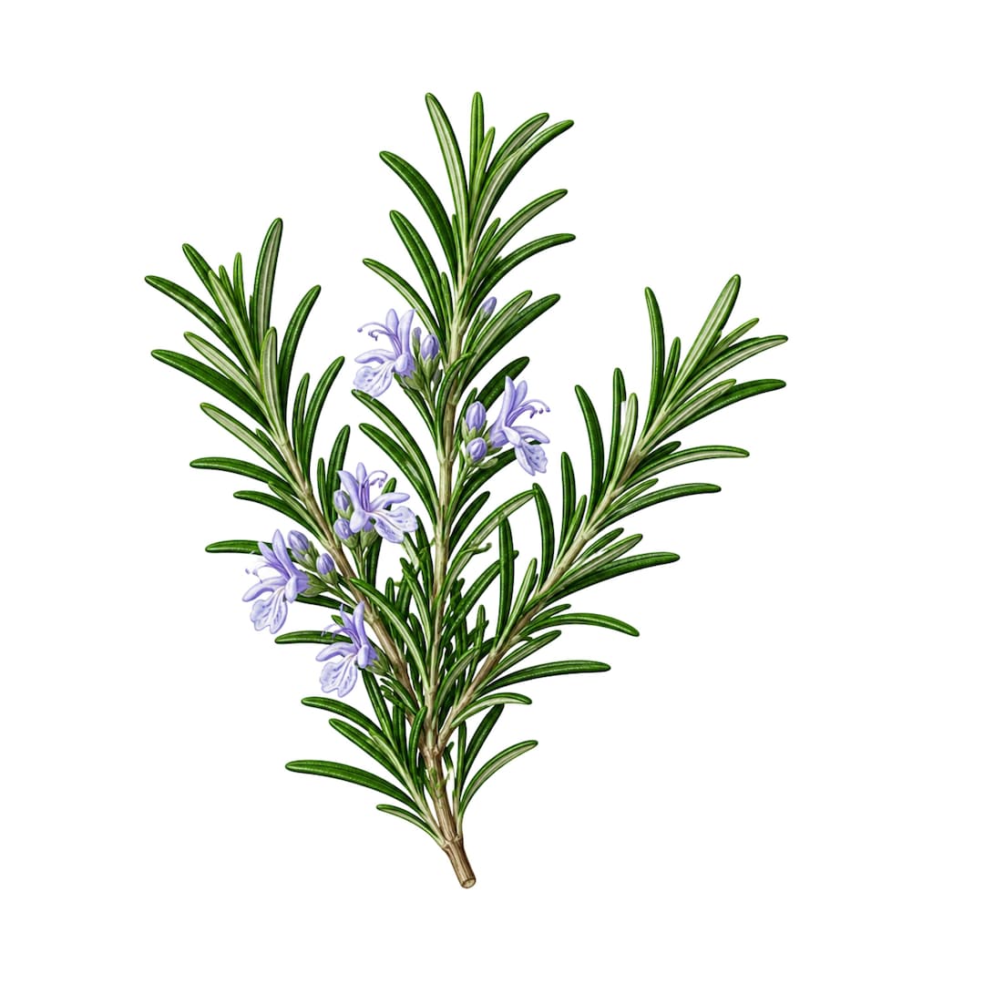 Rosemary Sticker Rosemary Herb PNG SVG Clipart for Kitchen Crafts, Stickers, Sublimation ...