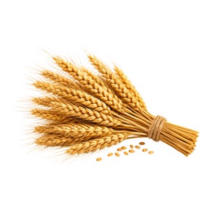 Op de afbeelding: Een bundel gouden tarwestengels samengebonden met een dun, lichtbruin touwtje. De tarwearen zijn getextureerd met individuele korrels en lange, dunne kafnaalden die uit de toppen steken. Enkele losse, ovale tarwekorrels liggen erbij.