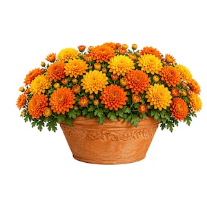 Vasos de crisântemos laranja e amarelos em PNG e SVG para decoração de outono.