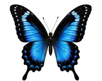 Realistic Black and Blue Butterfly Clipart with Transparent PNG and SVG Digital Download for Sublimation Stickers Shirts and Crafts