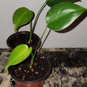 Fully Rooted Monstera Deliciosa Seedling | Not A Cutting | US Seller