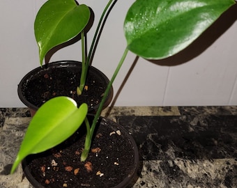 May include: Two small potted plants with green leaves. The plants are in brown pots with dark brown soil. The plants are on a black and white tiled surface.