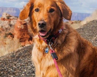 Dog collar made from retired climbing rope - perfect for crag dogs - colorful and sustainable dog collar for climber’s dogs