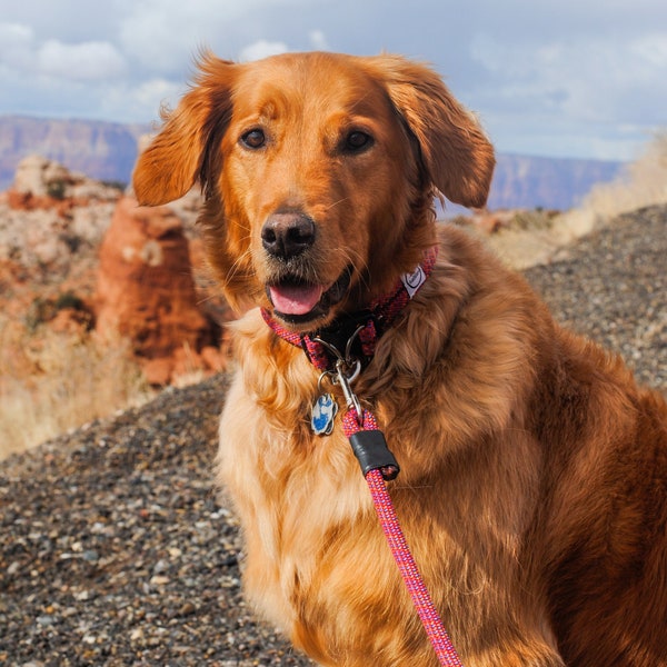 Collar para perros hecho con cuerda de escalada retirada - perfecto para perros de roca - collar para perros colorido y sostenible para perros escaladores