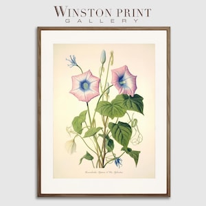 Morning Glory Flowers V1: Botanical Style Illustration Pink and Purple Floral Print Artwork Green Leaves Biology Art PrintDigital Download