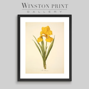 Peut inclure: Une illustration botanique vintage d'une fleur d'iris jaune avec des feuilles vertes. L'impression est encadrée dans un cadre noir et porte le texte "Winston Print Gallery" en haut.
