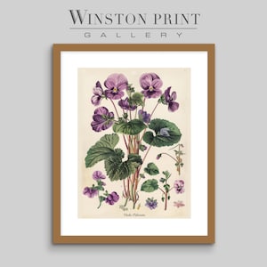 Floral Print V5: Botanical Style Illustration Viola Flowers Floral Print Artwork Purple Flowers Biology Art Print Digital Download