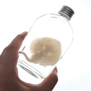 May include: A clear glass bottle with a silver lid containing a preserved white sea creature.