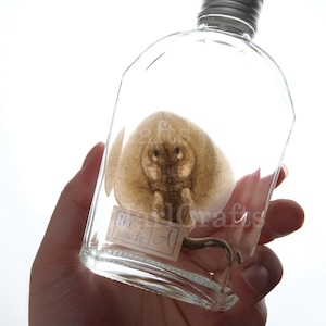 Cute Smiling Stingray Wet Specimen In Glass Bottle, Exotic Fish Specimen Decoration, Unique Gift, Stingray, Smiling Fish Specimen image 1
