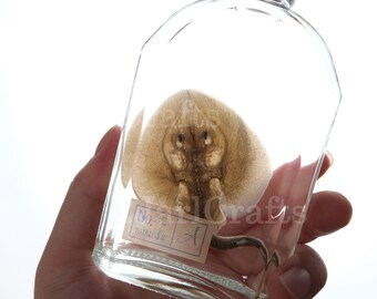 Cute Smiling Stingray Wet Specimen In Glass Bottle, Exotic Fish Specimen Decoration, Unique Gift, Stingray, Smiling Fish Specimen