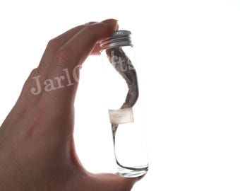 Amazing Real Remora Wet Specimen (Echeneidae). About 6 Inches, Unique Marine Specimen