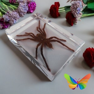 May include: A preserved brown spider encased in clear resin, displayed in a rectangular block. The spider has eight legs and is positioned with its back facing the viewer.