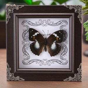 May include: A framed butterfly specimen with black and white wings, displayed against a white background with a decorative black floral pattern. The frame is dark brown wood with ornate silver corners.