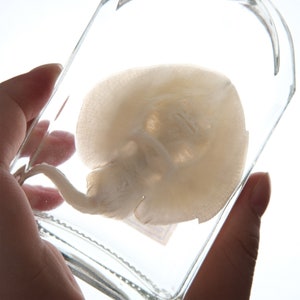 May include: A preserved ray, a type of flat fish, is displayed in a clear glass jar. The ray is white and has a distinctive shape with a long tail.