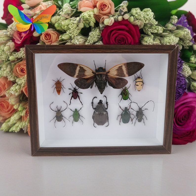 10 Species of Insect Specimens for Photo Frame Ornaments, Insect Shadow ...