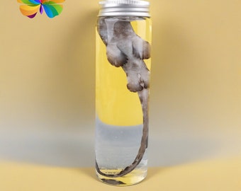 Mysterious Marine Fish Soaked Specimen, Real Wet Specimen Decor,  Vintage Long Cylindrical Bottled Fish Specimen, Ethically Sourced