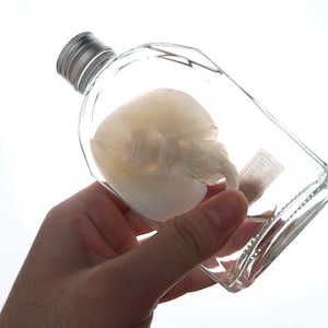 May include: A clear glass bottle with a silver lid containing a preserved white sea creature. The bottle has a label with the text "No. 89".