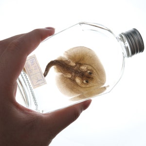 May include: A preserved ray in a clear glass bottle with a silver lid. The bottle has a label that reads "No. 32 total 32".