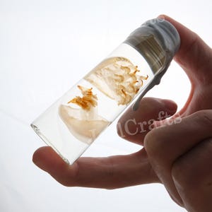 2 Brown Jellyfish In A Glass Test Tube, Elegant Jellyfish Soaked Specimen, Wet Jellyfish Specimen With Jar, Jellyfish Of Random Sizes