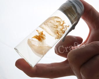 Dos medusas marrones en un tubo de ensayo de vidrio, elegante ejemplar de medusa empapada, ejemplar de medusa húmeda con frasco, medusas de tamaños aleatorios