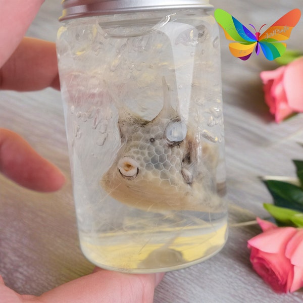 Real Fish wet specimen - Oddity Strange Box-like Fish in a Glass Bottle Curiosity, Wet Specimen of Boxfish