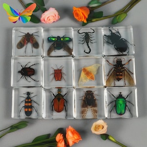 36 Real Arthropod Insect Specimens Embedded in Clear Resin, Entomology Teaching, Gift for Bugs Lovers, Sold individually