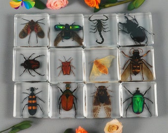 36 Real Arthropod Insect Specimens Embedded in Clear Resin, Entomology Teaching, Gift for Bugs Lovers, Sold individually