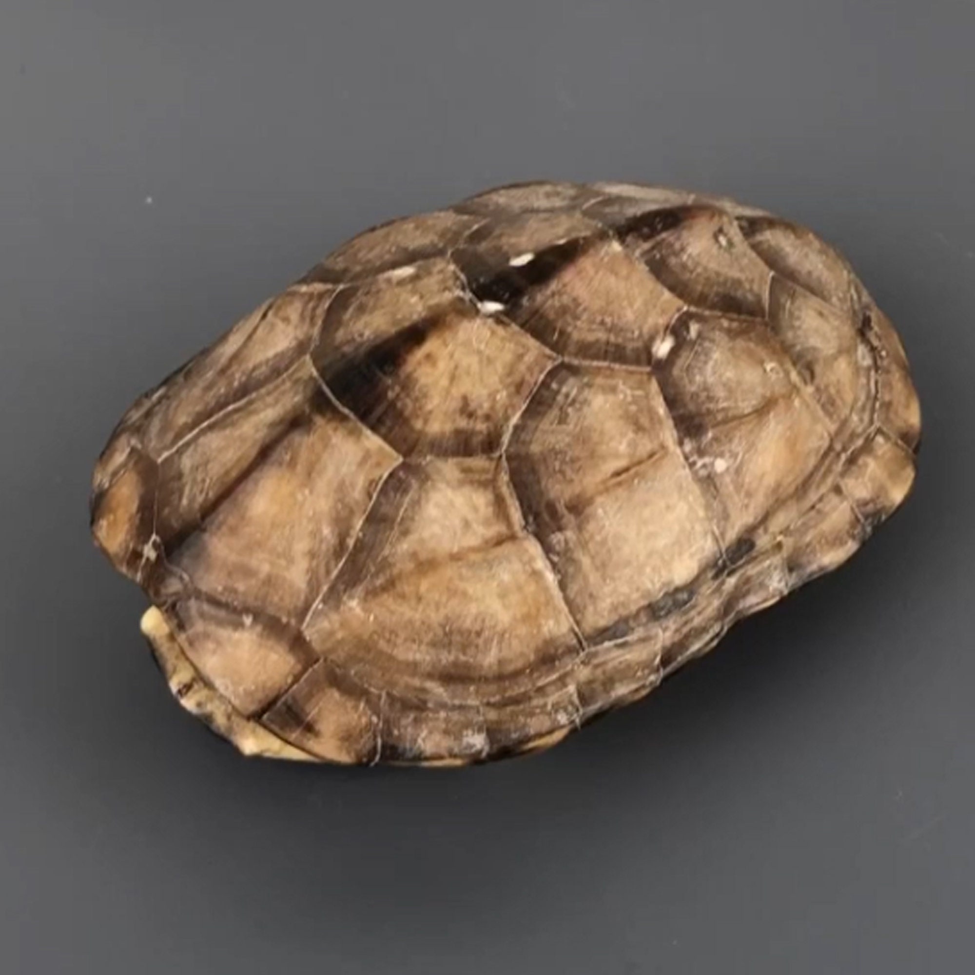Real Turtle Shell Bone Specimen, Curiosities, Taxidermy, Natural ...