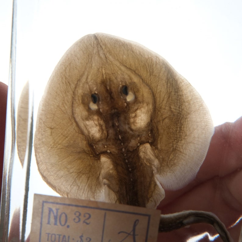 May include: A preserved ray or skate, a type of flat fish, in a glass jar with a label that reads "No. 32".