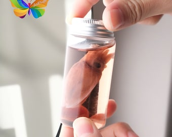 Cute Wet Specimen of Small Red Octopus in Small Glass Tube, Curiosity Decoration, Unique Gift, Cuttlefish, Cuttlefish