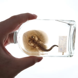 May include: A preserved ray, a type of flat fish, is displayed in a clear glass jar. The ray is light brown and has a distinctive diamond shape. The jar has a label with the text "No. 32 Total 32".