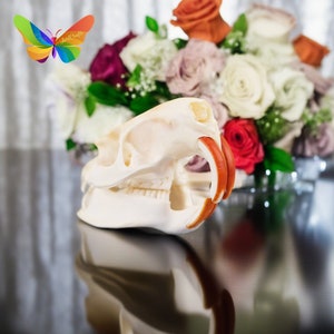 Genuine Nutria Skull, Cleaned and Bleached, Unique Natural Specimen, Home Decor, Art Collection, Natural Nutria Skull,Taxidermy,Special Gift