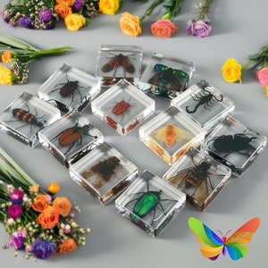 May include: A collection of 11 clear resin cubes, each containing a different insect specimen. The insects are displayed on a white surface with a floral background.
